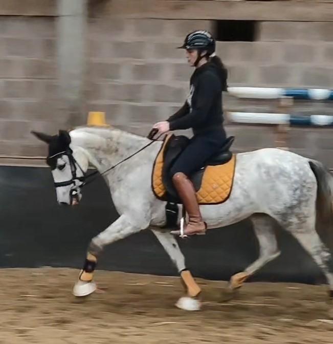 Knappe Allrounder, Dieren en Toebehoren, Paarden, Merrie