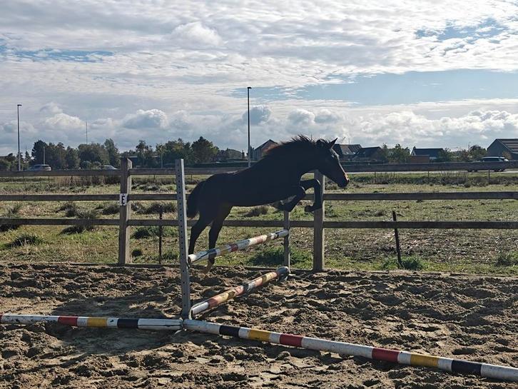New Forest hengstenveulen d-pony, Dieren en Toebehoren, Pony's, Hengst