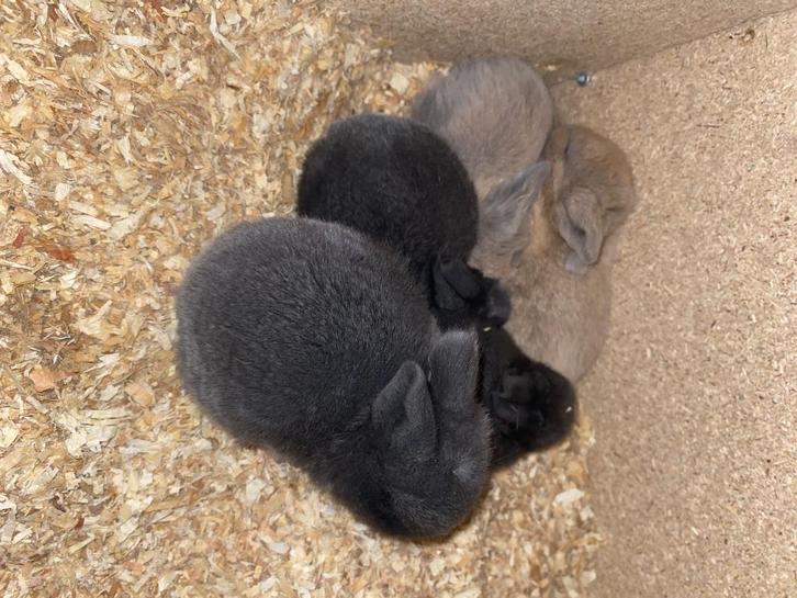 Schattig Nederlandse dwerghangoor konijntjes TE KOOP, Dieren en Toebehoren, Konijnen, Dwerg, Meerdere dieren, 0 tot 2 jaar, Hangoor