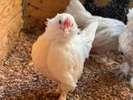 Baardkriel haan, Dieren en Toebehoren, Pluimvee, Mannelijk, Kip