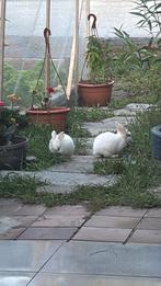 2 konijnen 4 maanden albino wit, Dieren en Toebehoren, Konijnen
