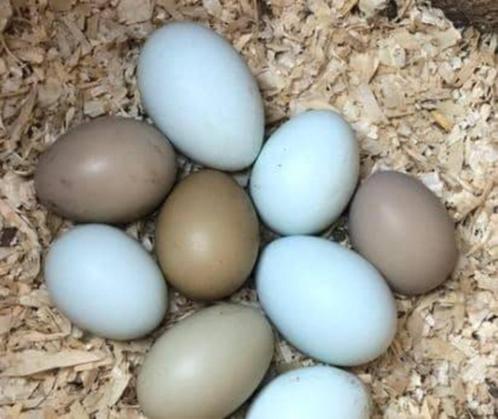 Œufs Olive Egger, Dieren en Toebehoren, Pluimvee, Kip