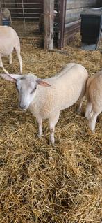 Mooie ram 2024 ( kruising charollais  swifter), Animaux & Accessoires, Moutons, Chèvres & Cochons