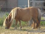Drachtige merrie te koop, Dieren en Toebehoren, Merrie, Niet van toepassing, A pony (tot 1.17m), Gechipt
