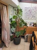 monstera gatenplant, Huis en Inrichting, Kamerplanten, Ophalen of Verzenden