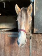 Veulen 2 jaar, Dieren en Toebehoren, Paarden, Merrie, Onbeleerd, Minder dan 160 cm