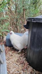 Zijdehoen haan, Dieren en Toebehoren, Pluimvee, Mannelijk, Kip