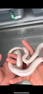Pantherophis guttatus blizzard, Dieren en Toebehoren, Slang