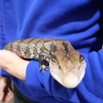 Blauwtongskink (Tiliqua spp.), Hagedis, Tam, 0 tot 2 jaar
