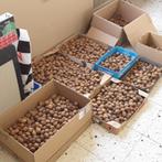 Nog 7 kg walnoten te koop van onbespoten boom in Tongeren, Diversen, Levensmiddelen, Ophalen