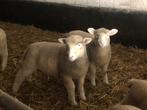 Mooie poll dorset rammen, Mannelijk, Schaap, 0 tot 2 jaar