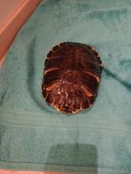 Waterschildpadden schildpadden aquarium hele grote, Dieren en Toebehoren, Ophalen