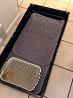 Dwergkonijn / Lapin nain, Femelle, Nain