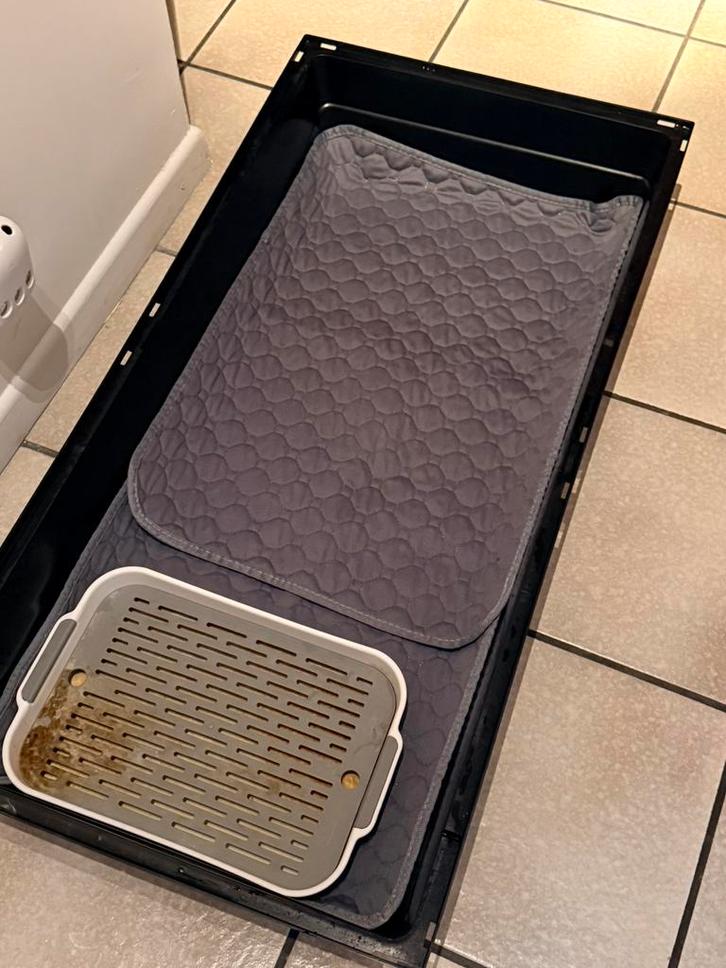 Dwergkonijn / Lapin nain, Animaux & Accessoires, Lapins, Nain, Femelle