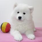 Samojeed (teefjes) Belgische pups te koop, België, CDV (hondenziekte), 8 tot 15 weken, Teef
