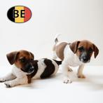 Energieke en slimme Jack Russell pups (reutjes), Dieren en Toebehoren, België, Jack Russell Terriër, CDV (hondenziekte), 8 tot 15 weken