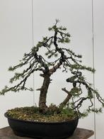 Bonsai Yamadori sylvestris, Overige soorten, Minder dan 100 cm, Ophalen, Volle zon