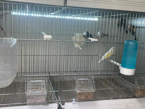 Chardonnerets à vendre, Dieren en Toebehoren, Vogels | Hokken en Kooien, Ophalen of Verzenden