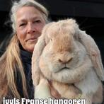 Raszuivere Franse hangoor konijnen groot van formaat., Plusieurs animaux, Grand, Oreilles tombantes, 0 à 2 ans