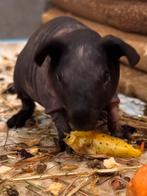 Skinny cavia beertje, Dieren en Toebehoren, Knaagdieren, Cavia, Augustus, Mannelijk, Tam