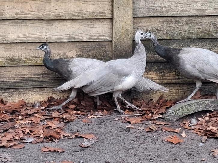 Opaal pauwen, Animaux & Accessoires, Volatiles