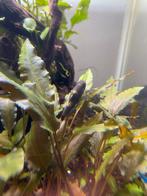 Panda garra, Dieren en Toebehoren, Vissen | Aquariumvissen