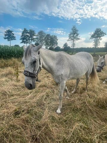 Lieve merrie beschikbaar voor biedingen
