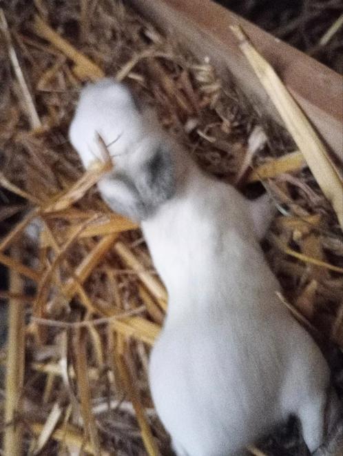 Dwerg rex konijntjes., Dieren en Toebehoren, Knaagdieren