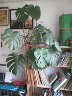 Monstera, Huis en Inrichting, Ophalen, 100 tot 150 cm, Overige soorten, Halfschaduw