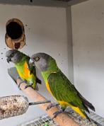 Koppel bonte boeren 2019, Dieren en Toebehoren, Vogels | Parkieten en Papegaaien