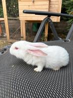 Duitse reus voedster babys, Dieren en Toebehoren, Konijnen