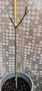 Figuier Ficus Carica, Figuier, En pot, Plein soleil, Enlèvement