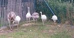 Nandoe, Dieren en Toebehoren, Meerdere dieren, Overige soorten