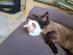 traditionele (thai) siamese kittens, Dieren en Toebehoren, Meerdere dieren, Gechipt, 0 tot 2 jaar