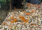 Orange Neocaridina halfwas €1 en volwassen €1.50, Kreeft, Krab of Garnaal, Zoetwatervis, Schoolvis