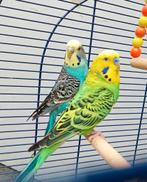 Mooi paar parkieten met kooi en accessoires, Dieren en Toebehoren, Vogels | Parkieten en Papegaaien, Meerdere dieren, Parkiet