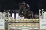 Braaf en betrouwbaar springpaard, Dieren en Toebehoren, Paarden, Merrie, Springpaard, M, 7 tot 10 jaar