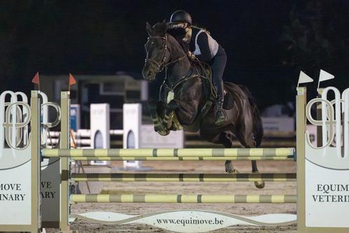 Braaf en betrouwbaar springpaard, Dieren en Toebehoren, Paarden, Merrie, M, 160 tot 165 cm, 7 tot 10 jaar, Springpaard
