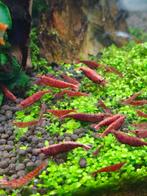 Neocaridina rood - red fire - red sakura, Dieren en Toebehoren, Kreeft, Krab of Garnaal, Zoetwatervis, Schoolvis