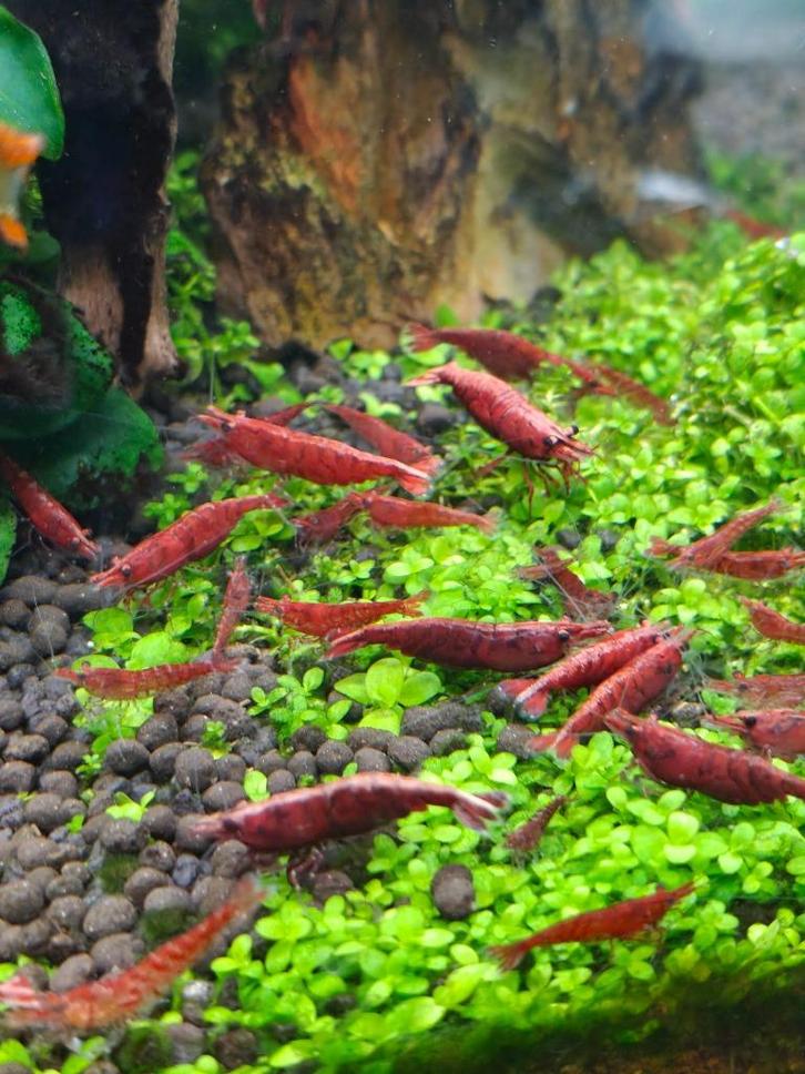 Neocaridina rood - red fire - red sakura, Dieren en Toebehoren, Vissen | Aquariumvissen, Zoetwatervis, Kreeft, Krab of Garnaal