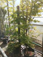 Fagus sylvatica (groene beuk), Jardin & Terrasse, Plantes | Arbustes & Haies, Enlèvement