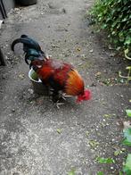 Jonge marans tarwe haan, Dieren en Toebehoren, Pluimvee