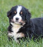 Berner Sennen pups, Dieren en Toebehoren, België, Reu, CDV (hondenziekte), Meerdere