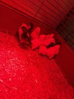 kuikens, Dieren en Toebehoren, Pluimvee, Vrouwelijk, Kip