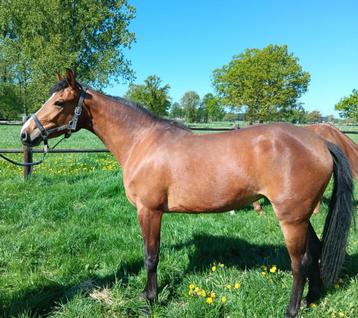 Paard beschikbaar voor biedingen