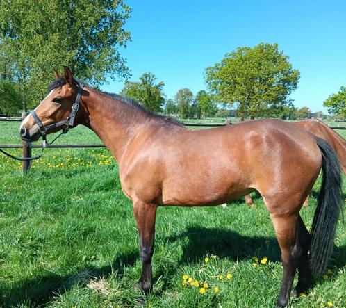 Paard, Dieren en Toebehoren, Paarden, Merrie, Onbeleerd, 160 tot 165 cm, 3 tot 6 jaar, Springpaard, Met stamboom, Gechipt, Ontwormd