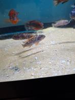 Cichlides malawi labeotropheus trevawasae tumbi west, Dieren en Toebehoren