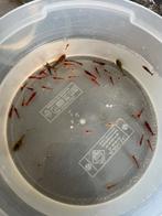 45 vuurgarnalen en 3 baby ancistrussen, Dieren en Toebehoren, Vissen | Aquariumvissen, Kreeft, Krab of Garnaal, Zoetwatervis, Schoolvis