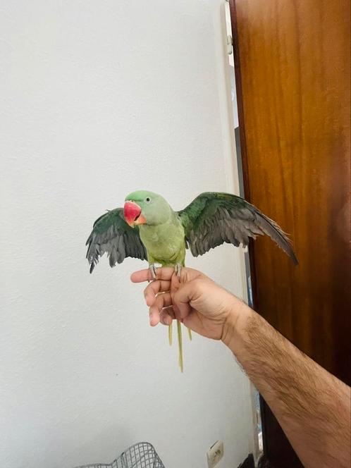 Alexzander parkiet, Dieren en Toebehoren, Vogels | Parkieten en Papegaaien, Papegaai, Mannelijk, Tam