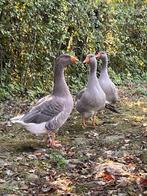 Te Koop Frankische*Vlaamse gans, Geringd